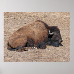 Domestic Asian Water Buffalo Poster