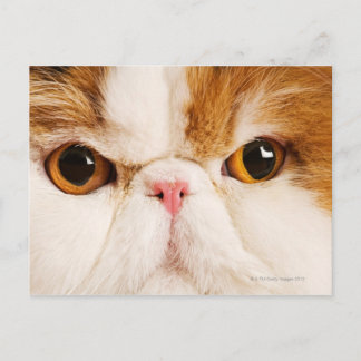 Domestic cat. Calico Harlequin Persian. Close up Postcard