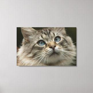 Domestic cat canvas print
