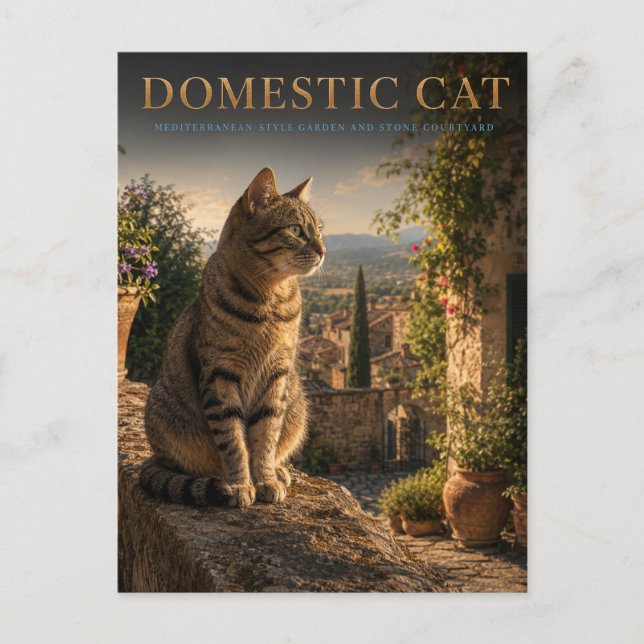Domestic Cat Garden Courtyard ANIMALS Postcard (Front)