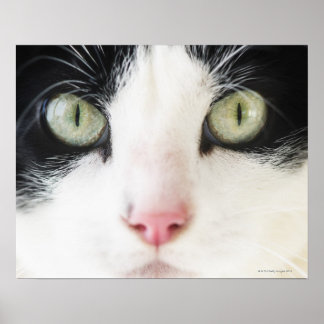 Domestic cat portrait poster