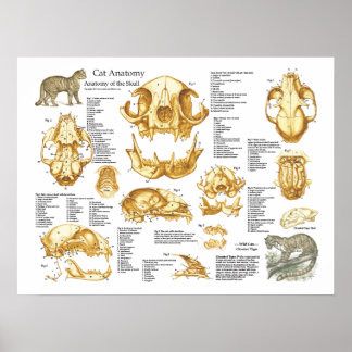 Domestic Cat Skull Anatomy Poster