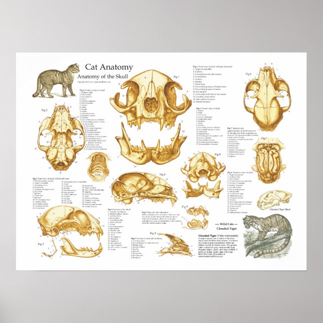 Domestic Cat Skull Anatomy Poster (Front)