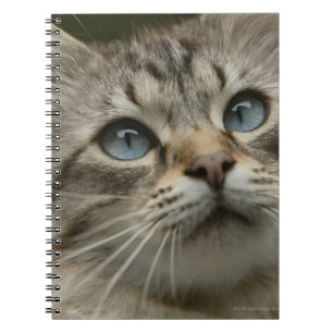 Domestic cat spiral notebook