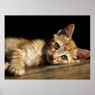 Domestic Kitten at Rest Poster