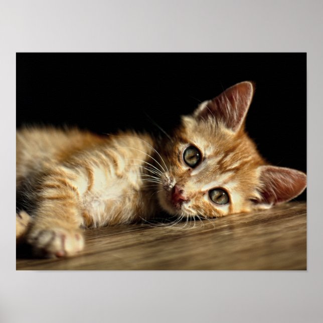 Domestic Kitten at Rest Poster (Front)