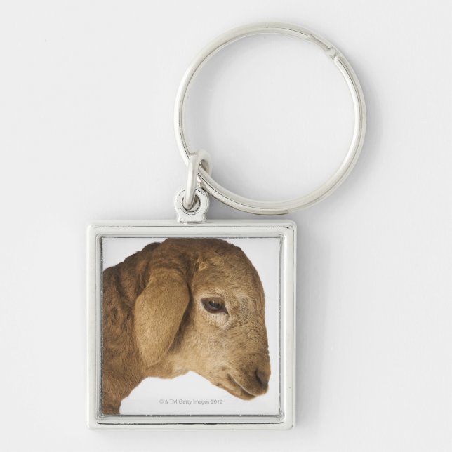 Domestic lamb key ring (Front)