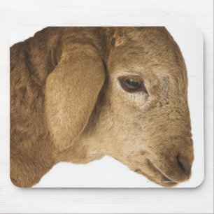 Domestic lamb mouse pad