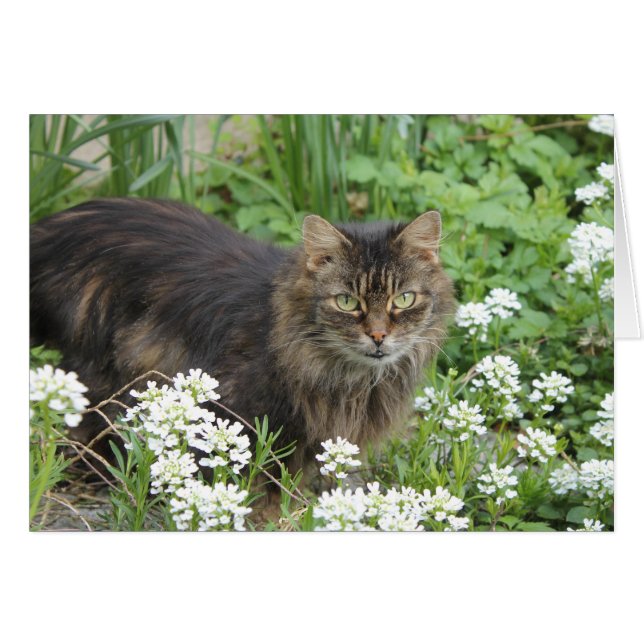 Domestic Long-Haired Cat (Front Horizontal)
