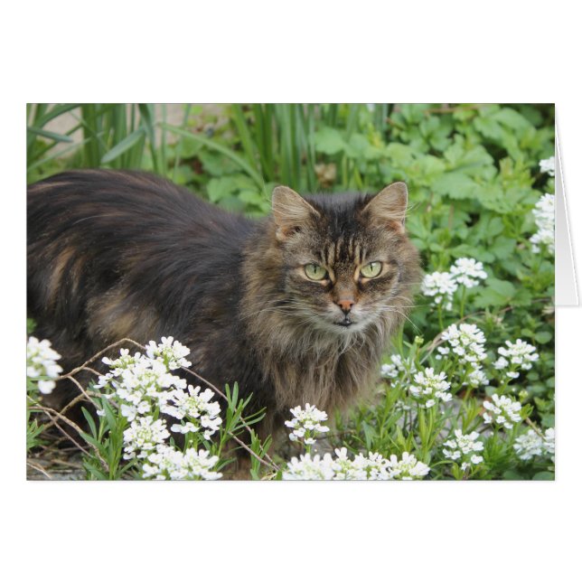 Domestic Long-Haired Cat (Front Horizontal)