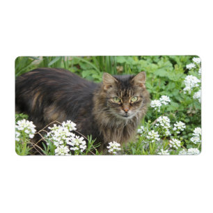 Domestic Long-Haired Cat