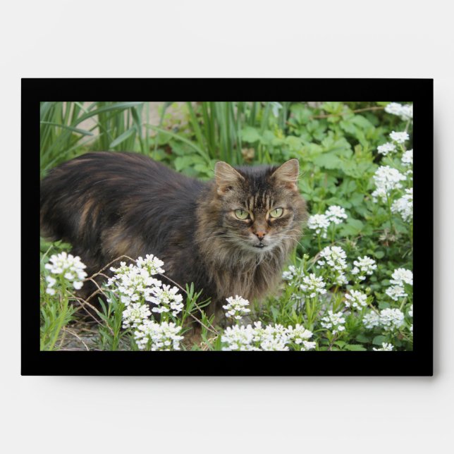 Domestic Long-Haired Cat Envelope (Front)