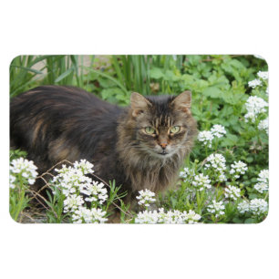 Domestic Long-Haired Cat Magnet