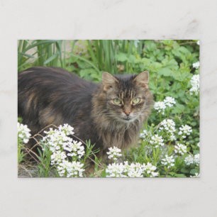Domestic Long-Haired Cat Postcard