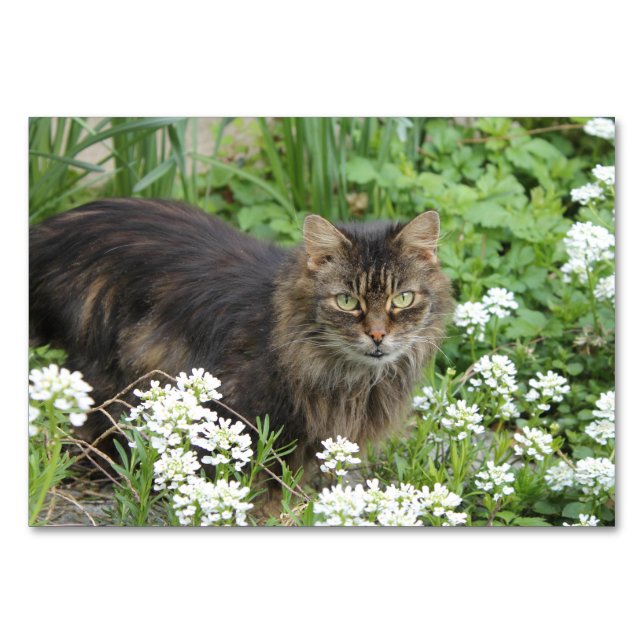 Domestic Long-Haired Cat Table Number (Front)