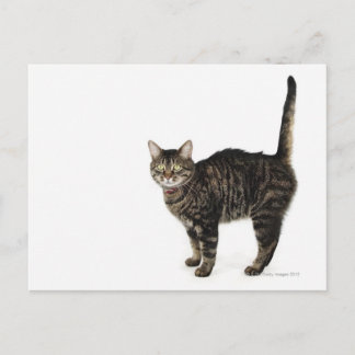Domestic male tabby cat standing postcard