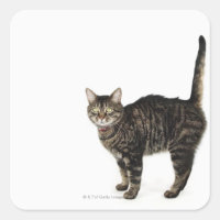 Domestic male tabby cat standing