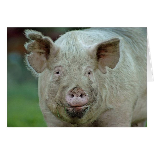 Domestic Pig (Front Horizontal)