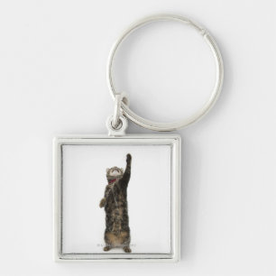 Domestic tabby cat standing on two legs reaching key ring