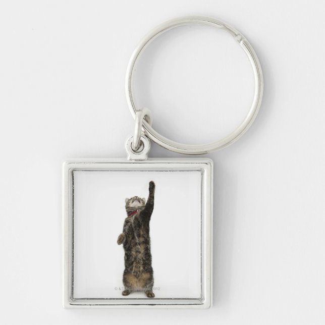 Domestic tabby cat standing on two legs reaching key ring (Front)