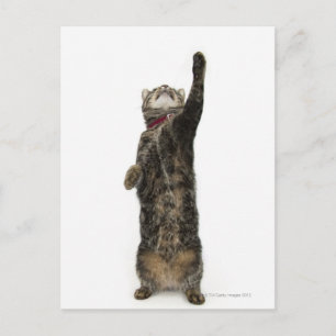 Domestic tabby cat standing on two legs reaching postcard