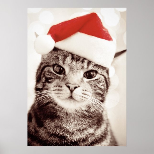 Domestic tabby cat wearing red Christmas hat Poster (Front)