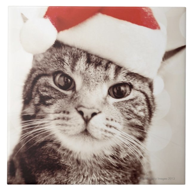 Domestic tabby cat wearing red Christmas hat Tile (Front)