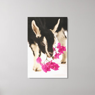 Domesticated British Alpine goat (kid). Black Canvas Print