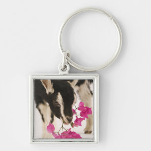 Domesticated British Alpine goat (kid). Black Key Ring