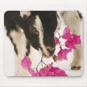 Domesticated British Alpine goat (kid). Black Mouse Pad