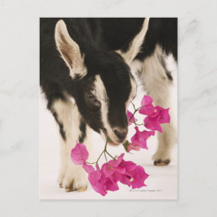 Domesticated British Alpine goat (kid). Black Postcard
