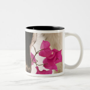 Domesticated British Alpine goat (kid). Black Two-Tone Coffee Mug
