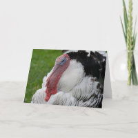 Domesticated Turkey