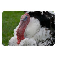 Domesticated Turkey