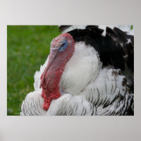 Domesticated Turkey