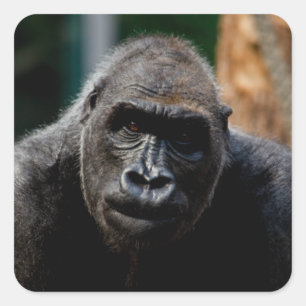 Dominant Primate Gorilla Ape Square Sticker