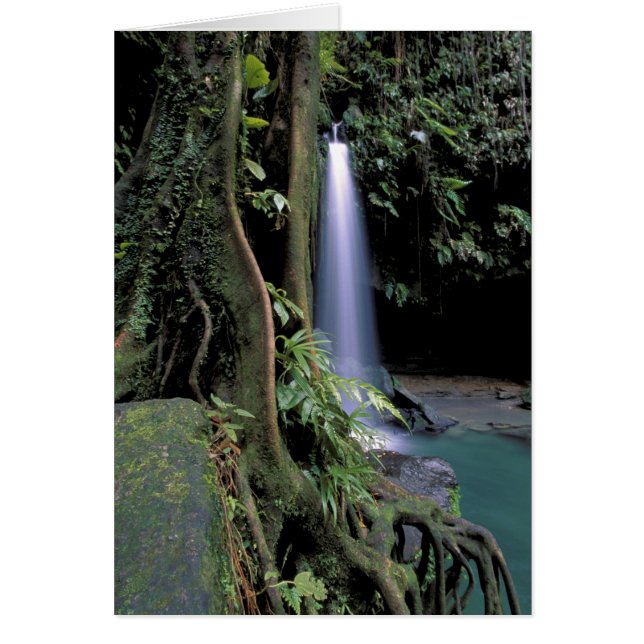 Dominica, Emerald Pool, Waterfall. (Front)
