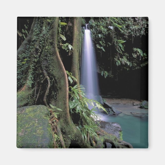 Dominica, Emerald Pool, Waterfall. Magnet (Front)