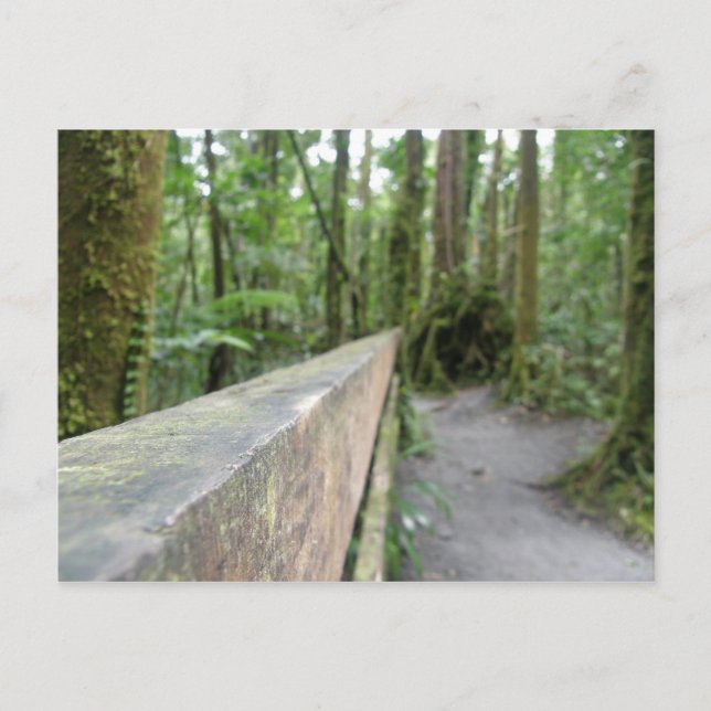 DOMINICA RAIN FOREST VIEW POSTCARD (Front)