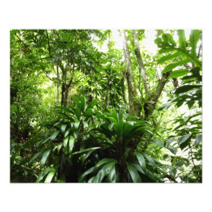 Dominican Rain Forest I Tropical Green Nature Photo Print