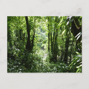 Dominican Rain Forest II Tropical Green Postcard