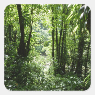 Dominican Rain Forest II Tropical Green Square Sticker