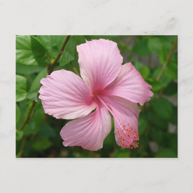 Dominican Republic flower Postcard (Front)