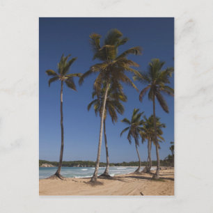 Dominican Republic, Punta Cana Region, El Postcard