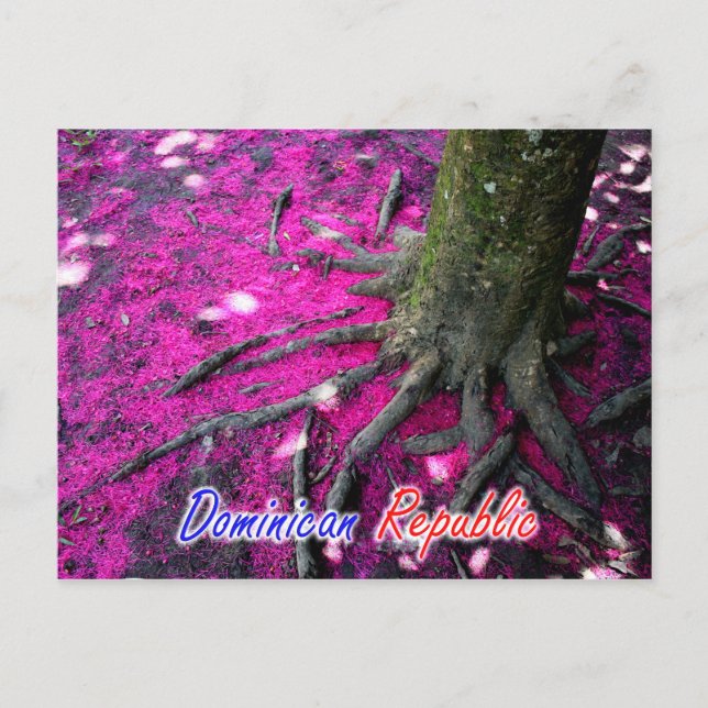 Dominican Republic Tree Postcard (Front)