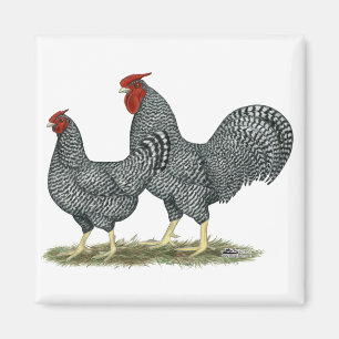 Dominique Chickens Magnet