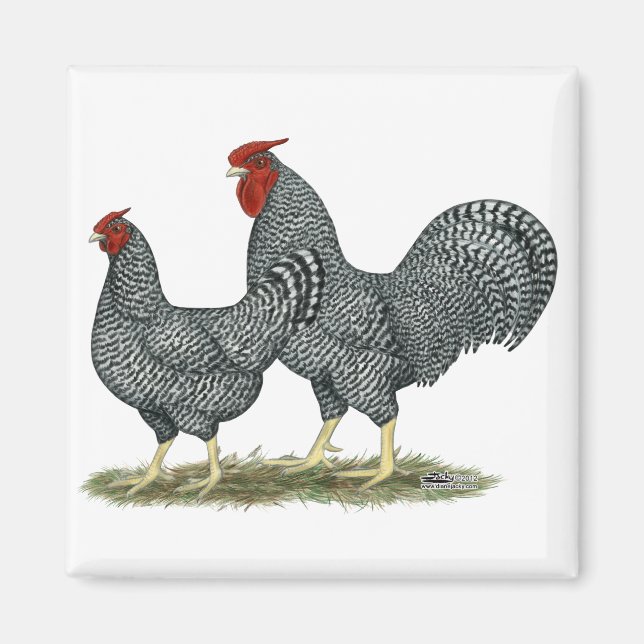 Dominique Chickens Magnet (Front)