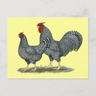 Dominique Chickens Postcard
