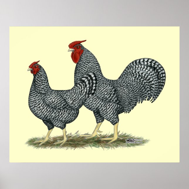 Dominique Chickens Poster (Front)