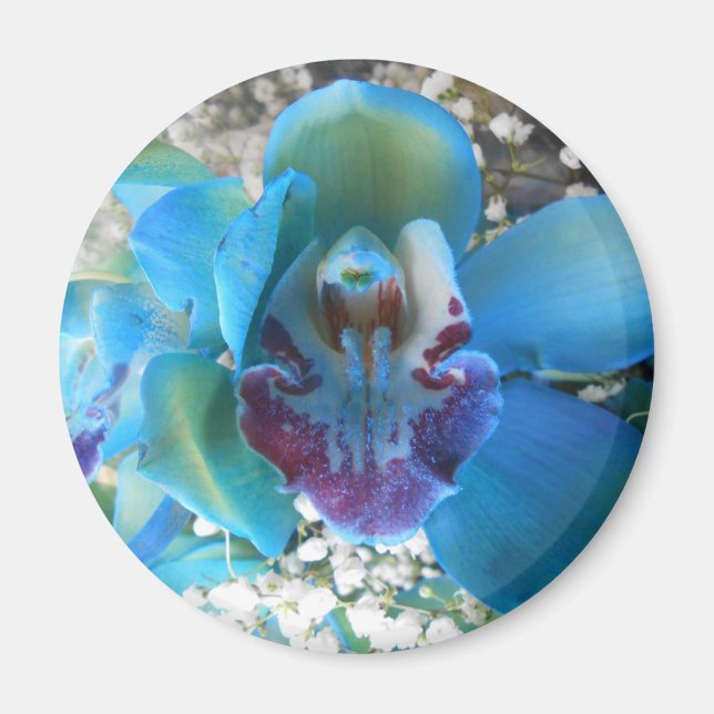 Donella Magnet (Front)